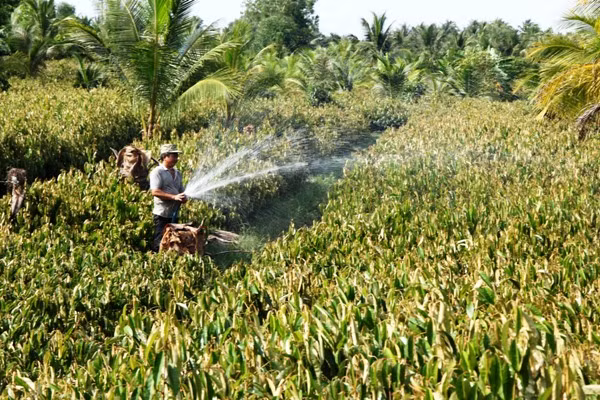 Khơi dậy phong trào khởi nghiệp ở đồng bằng sông Cửu Long ảnh 1