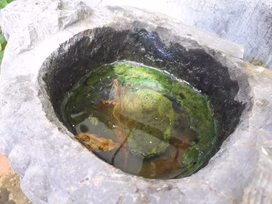 Hà Nội nhiều bất cập trong khống chế dịch sốt xuất huyết – Bài 2: Chưa ‘trúng đích’, diệt bọ gậy kém hiệu quả ảnh 3