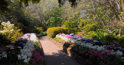 Khu vườn mùa xuân đẹp nhất ở Sydney ảnh 3