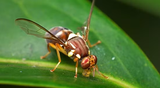 Giải mã thành công mạng lưới thị giác của não ấu trùng ruồi giấm ảnh 1