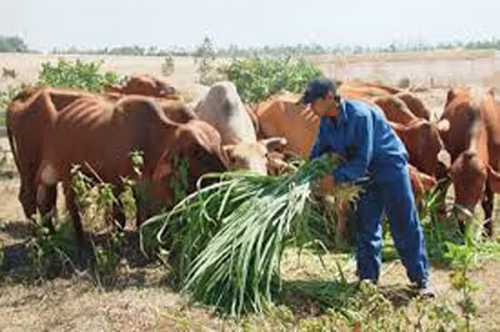Thoát nghèo bền vững nhờ nuôi bò lai ảnh 2