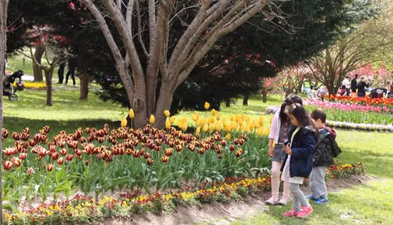 Australia rực rỡ mùa hoa tulip ảnh 10