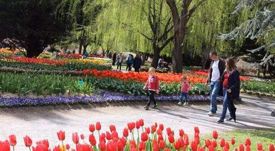 Australia rực rỡ mùa hoa tulip ảnh 12