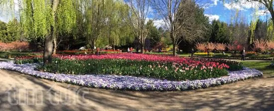 Australia rực rỡ mùa hoa tulip ảnh 1