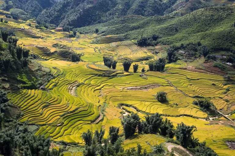 Sững sờ với mùa lúa chín rực rỡ nhìn từ Fansipan ảnh 5