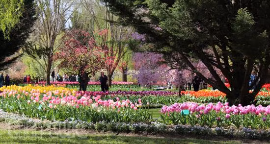 Australia rực rỡ mùa hoa tulip ảnh 13