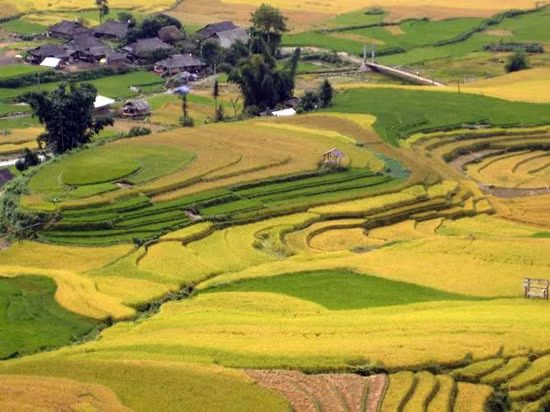 Tú Lệ vào mùa cốm mới ảnh 1