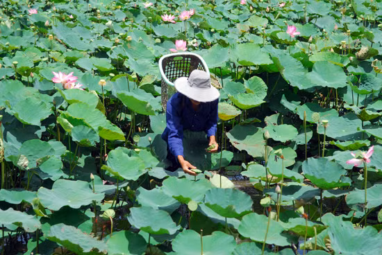 Tính toán làm nông khi ngày càng ít lũ ảnh 1