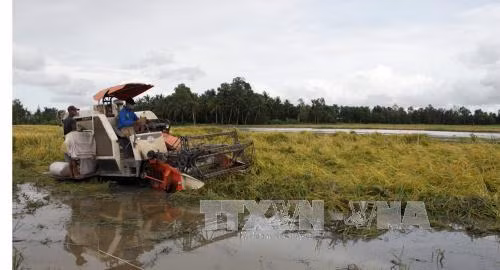 Lúa đổ rạp trong nước, thương lái không mua ảnh 4