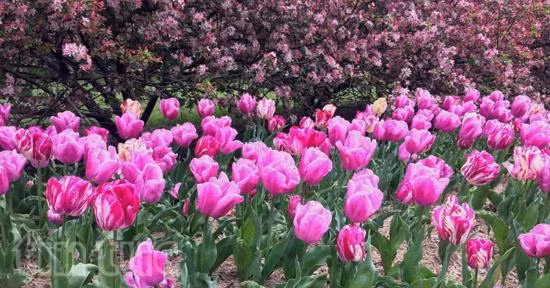 Australia rực rỡ mùa hoa tulip ảnh 2
