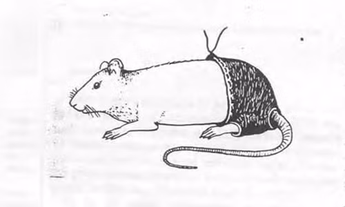 Ig Nobel tái xuất với những giải thưởng "ngược đời" ảnh 1