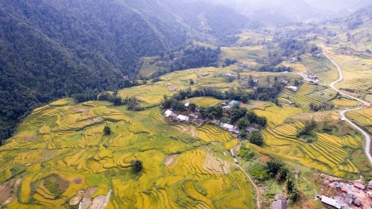 Sững sờ với mùa lúa chín rực rỡ nhìn từ Fansipan ảnh 1