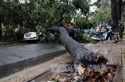 TP.HCM tiếp tục mưa lớn, nhiều cây xanh gãy đổ ảnh 2
