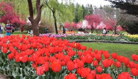 Australia rực rỡ mùa hoa tulip ảnh 4