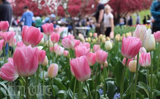 Australia rực rỡ mùa hoa tulip ảnh 8