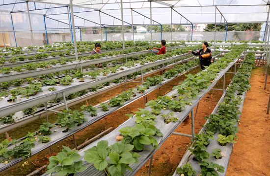 Lâm Đồng thiếu kinh phí chống hạn ảnh 1