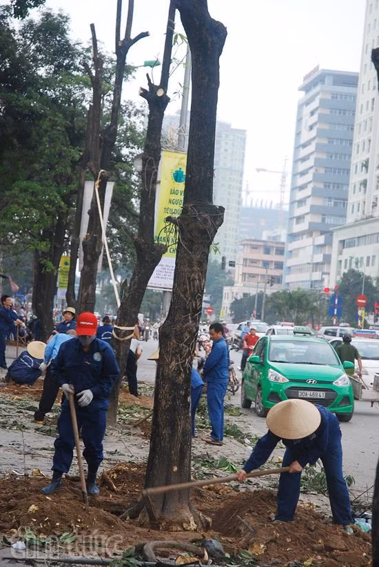 Hà Nội dừng chặt hạ cây xanh: Một quyết định hợp lòng dân ảnh 2