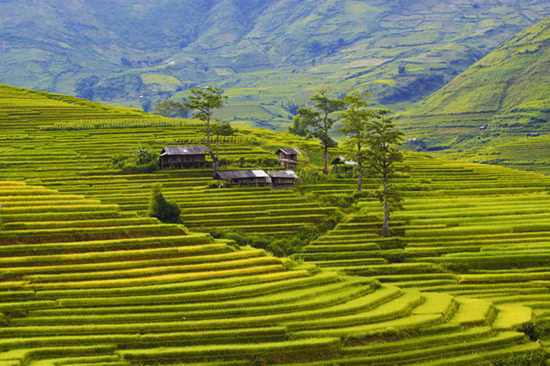 Bình yên Tú Lệ ảnh 1