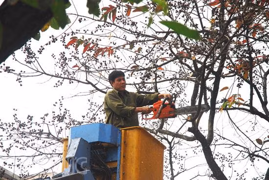 Hà Nội dừng chặt hạ cây xanh: Một quyết định hợp lòng dân ảnh 1