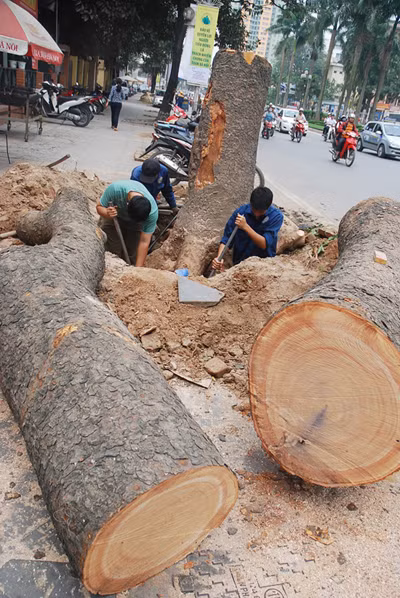 Cần nghiên cứu kỹ từng loại cây trồng thay thế ảnh 1