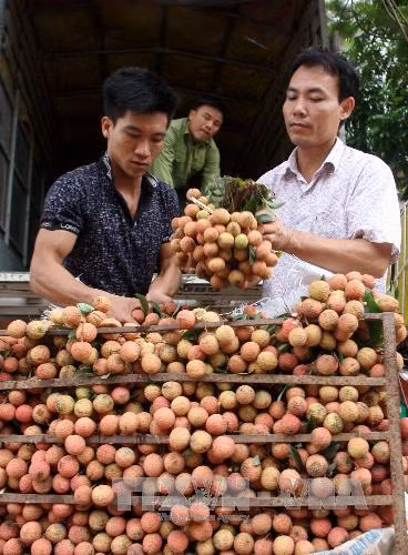 Hải Dương xúc tiến đưa vải thiều sang Mỹ ảnh 2