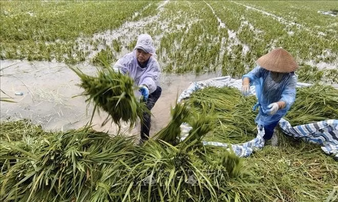 Nông dân xã Kiều Phú, Hà Nội gặt lúa chạy lụt sau mưa lớn