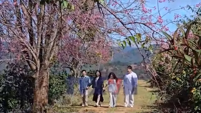 Đà Lạt quyến rũ trong mùa mai anh đào khoe sắc