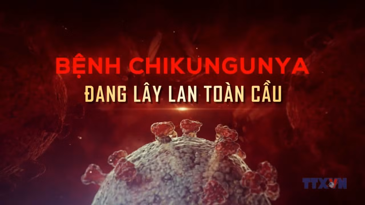 Bệnh chikungunya đang lây lan toàn cầu