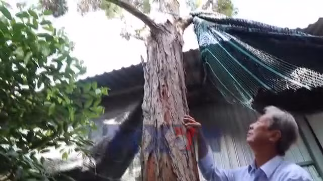 Người nhân giống thành công hơn 2.500 cây thủy tùng