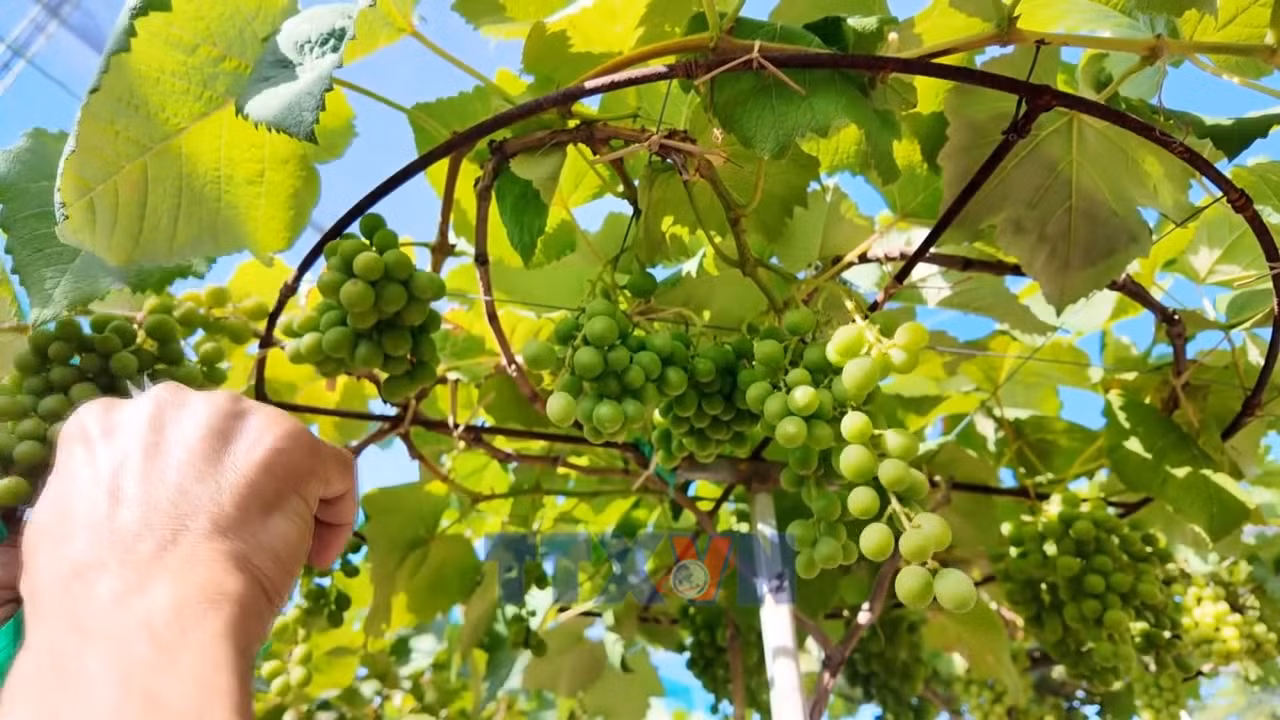 Nho cảnh Khánh Hòa đắt hàng dịp Tết