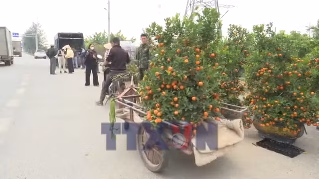 Quất cảnh Thanh Hà hút khách ngày Tết