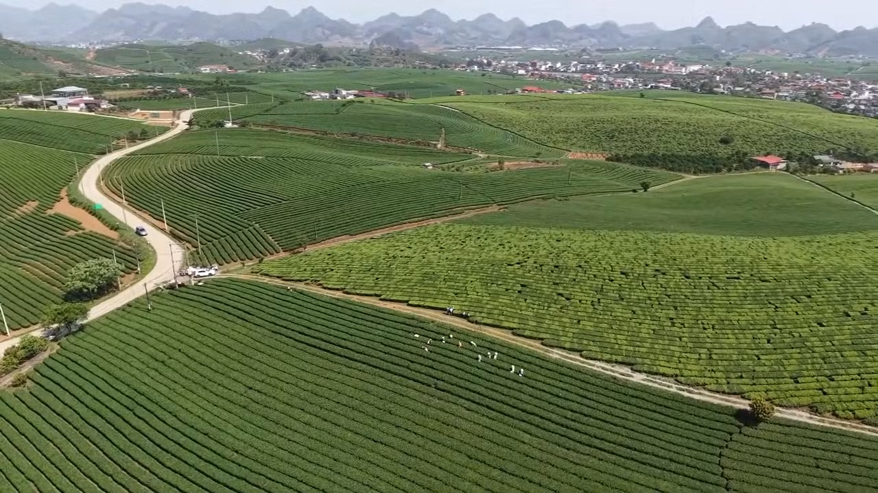 Đồi chè Mộc Châu - Điểm đến hấp dẫn du khách