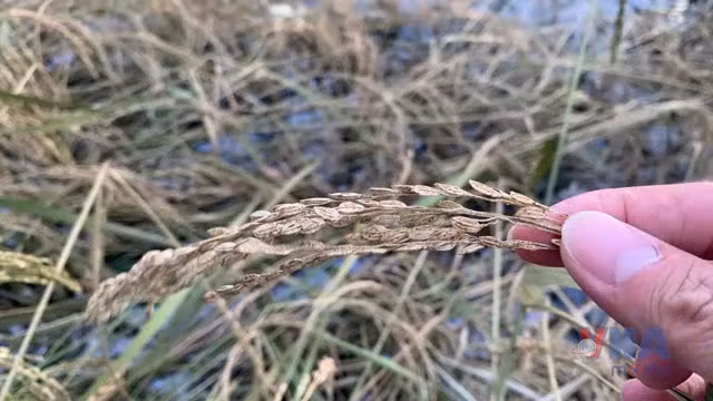 Nhọc nhằn vụ Hè Thu vì bão lũ