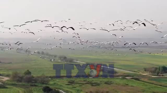 Hàng triệu con chim vẫn đến làm tổ tại Israel bất chấp chiến tranh