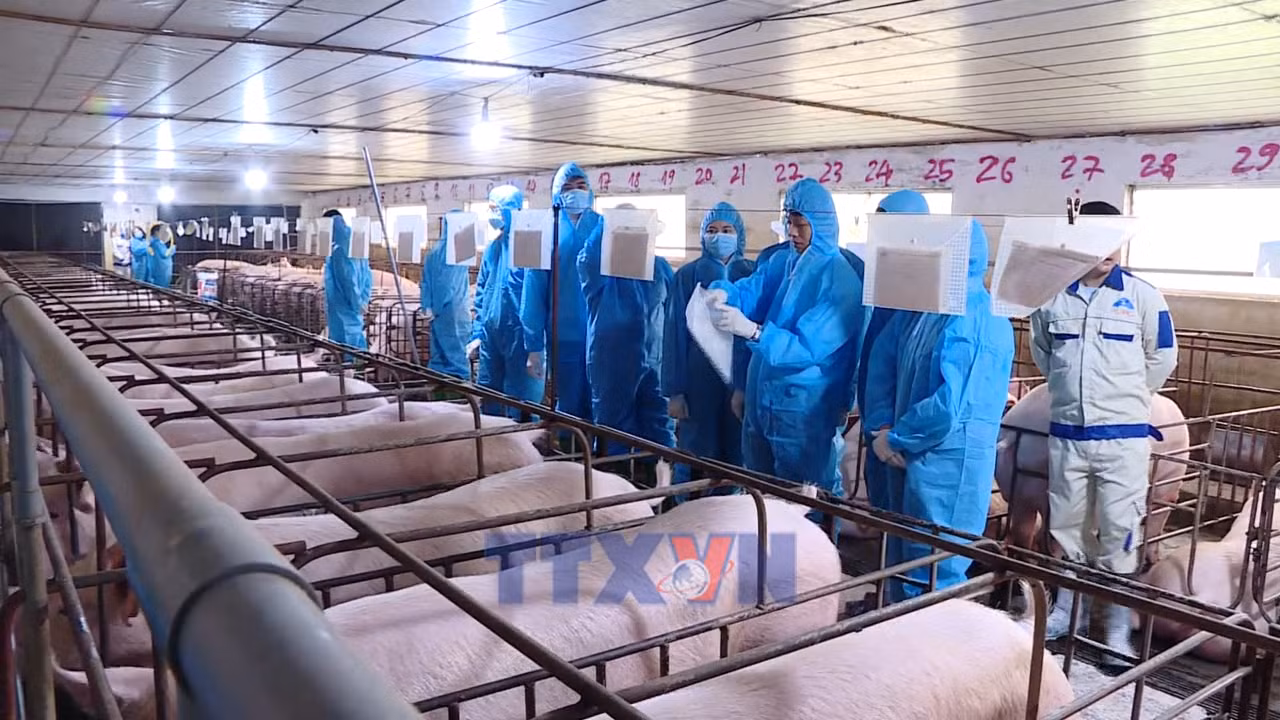 Nông nghiệp sẵn sàng nguồn cung thực phẩm dồi dào cho Tết