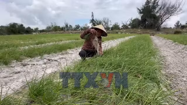 Củ kiệu Thăng Trường mất giá cuối vụ 