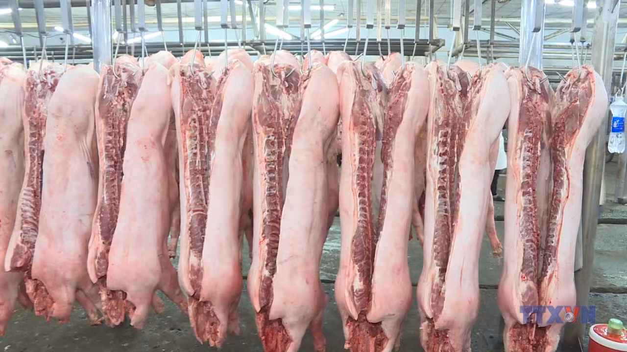 Kiểm soát quy trình phân phối thịt lợn ra thị trường