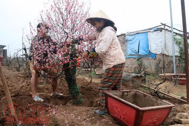 Kiếm bộn tiền nhờ thu mua gốc đào sau Tết ảnh 6