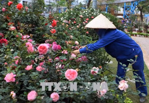 Chiêm ngưỡng muôn sắc hoa hồng Bulgaria tại Công viên nước Hồ Tây ảnh 3