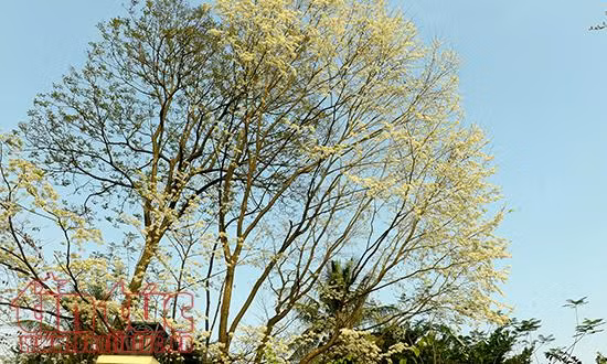 Hoa sưa bung nở như tuyết trắng giữa trời Hà Nội ảnh 11