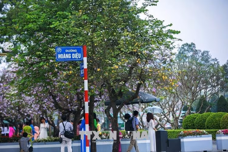 Hoa ban Tây Bắc 'dịu dàng' khoe sắc giữa lòng Hà Nội ảnh 1