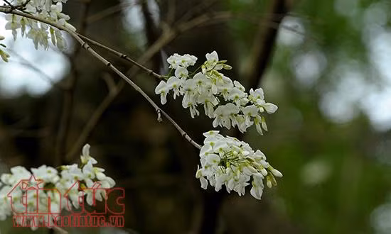 Hoa sưa bung nở như tuyết trắng giữa trời Hà Nội ảnh 5