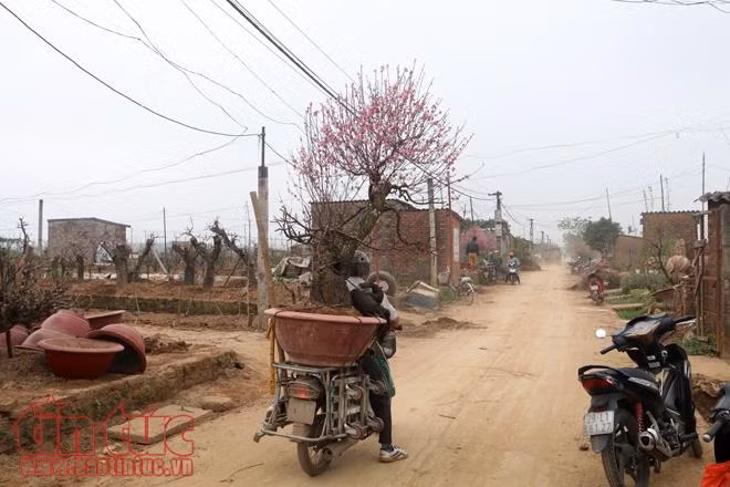 Kiếm bộn tiền nhờ thu mua gốc đào sau Tết ảnh 4
