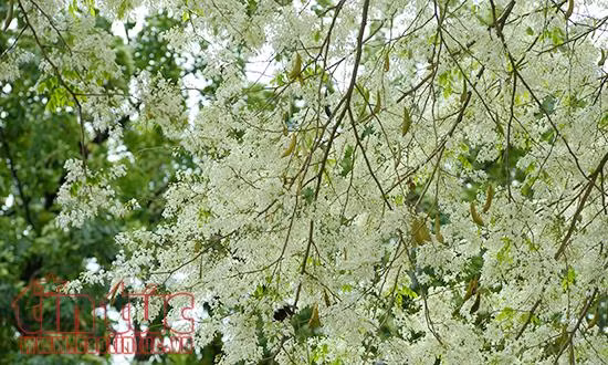 Hoa sưa bung nở như tuyết trắng giữa trời Hà Nội ảnh 4