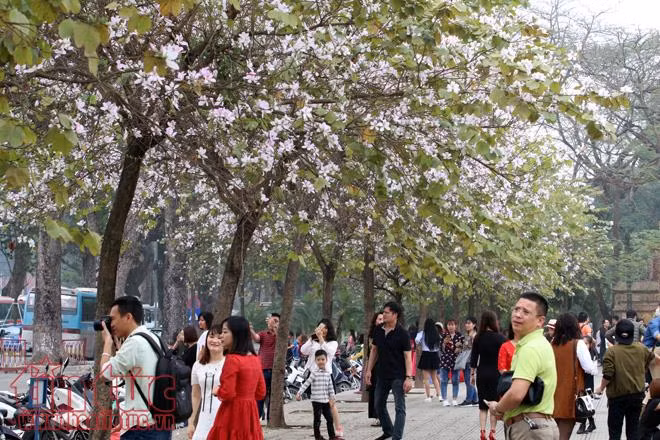 Mê mệt sắc tím hoa ban giữa trời Xuân Hà Nội ảnh 11