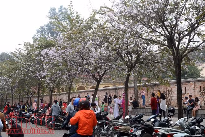 Mê mệt sắc tím hoa ban giữa trời Xuân Hà Nội ảnh 3