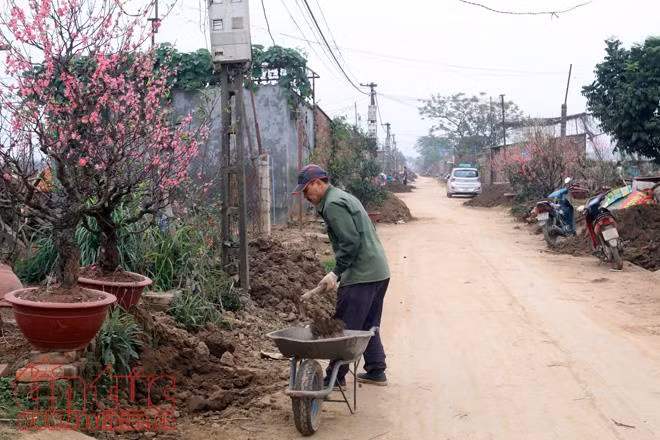 Kiếm bộn tiền nhờ thu mua gốc đào sau Tết ảnh 9
