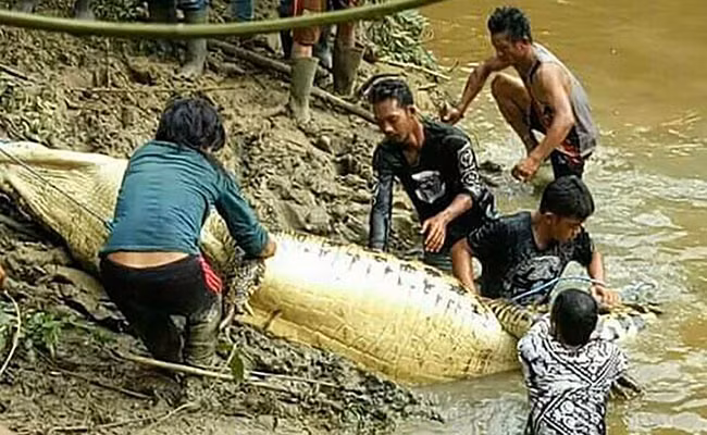 Phát hiện chân tay người trong bụng cá sấu khổng lồ tại Indonesia ảnh 2