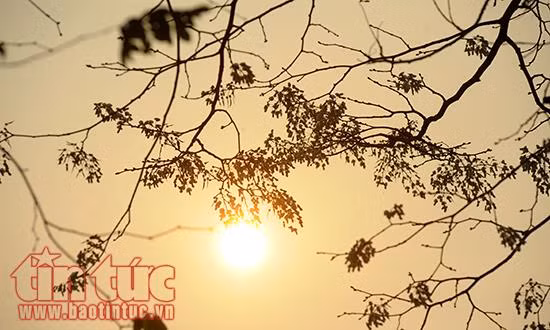 Hoa sưa bung nở như tuyết trắng giữa trời Hà Nội ảnh 12