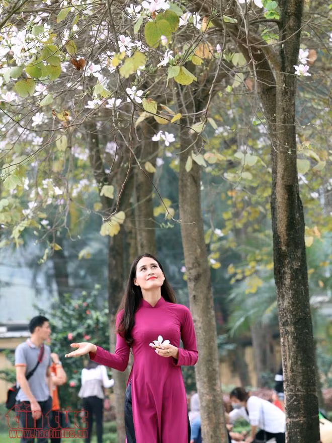 Mê mệt sắc tím hoa ban giữa trời Xuân Hà Nội ảnh 8